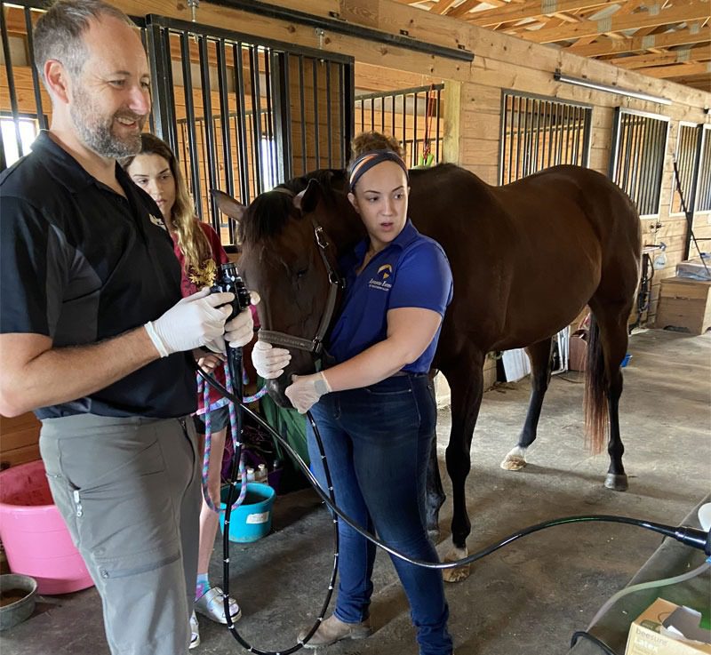 Equine health assessment in barn