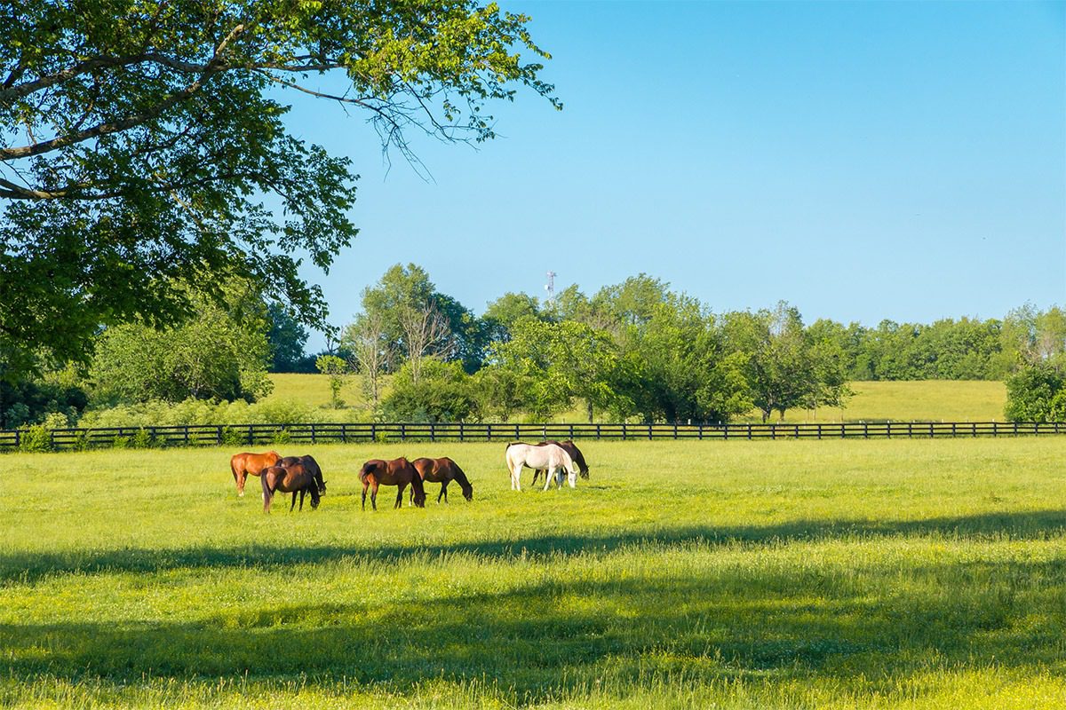 Peaceful pasture with grazing horses