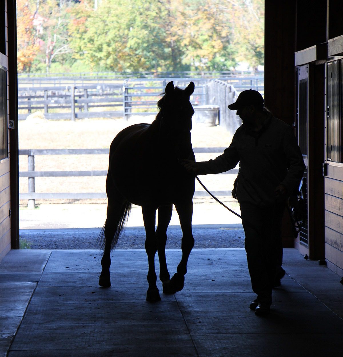 Horse and handler in stable silhouette