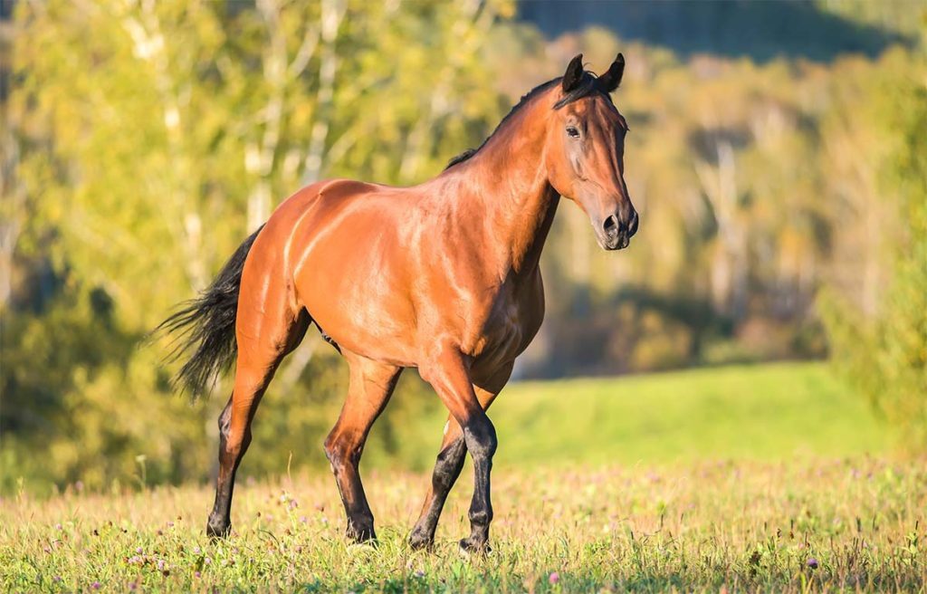 Brown horse standing in a sunny field.