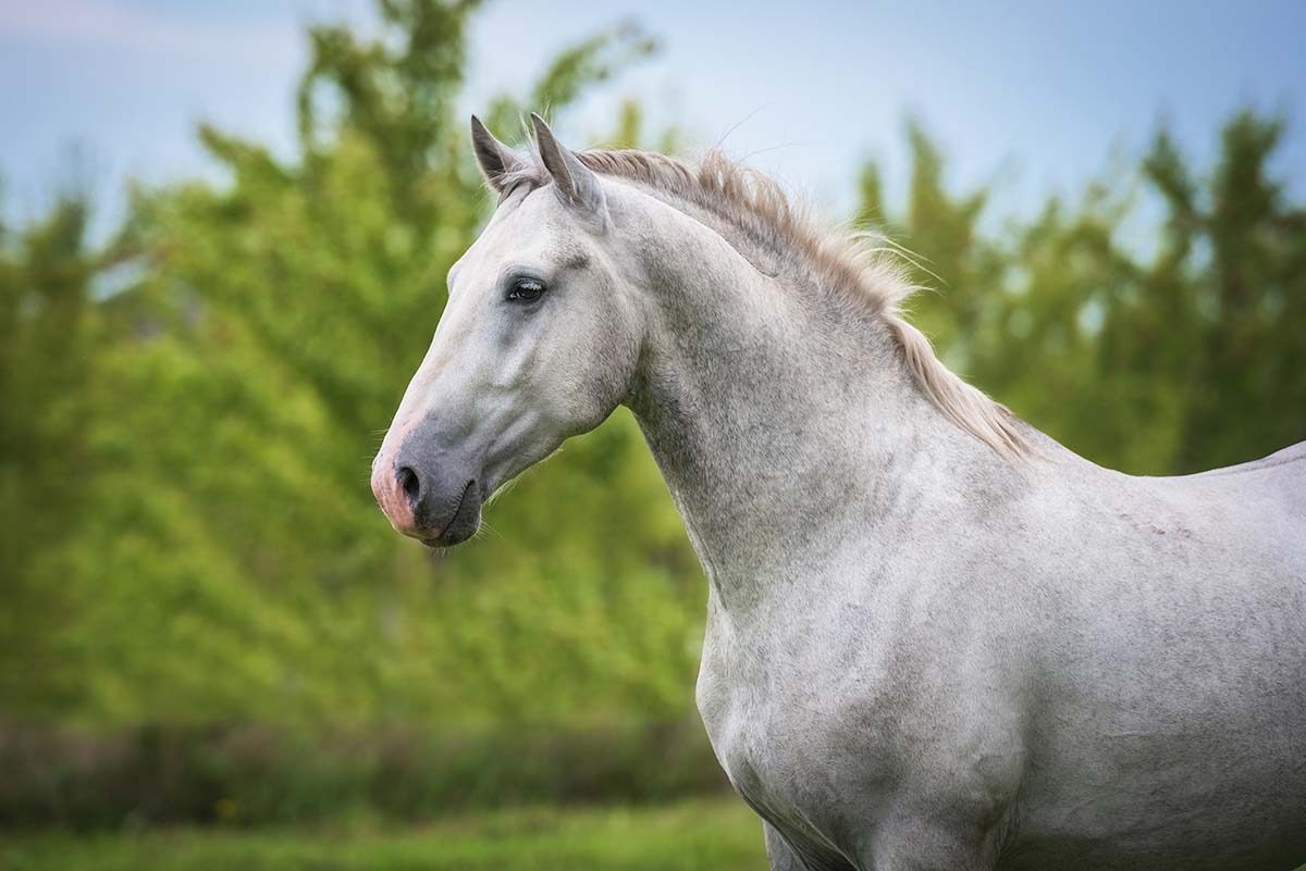 Side profile of a majestic gray horse.