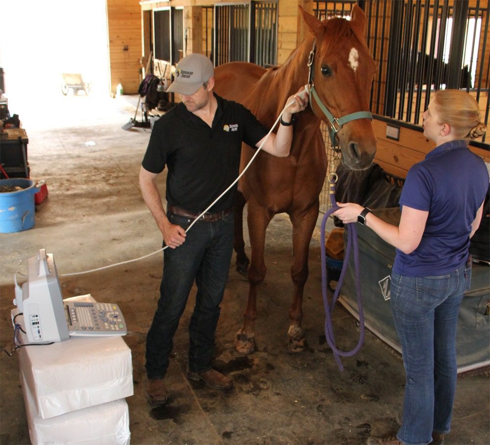 Two people conducting horse health assessment