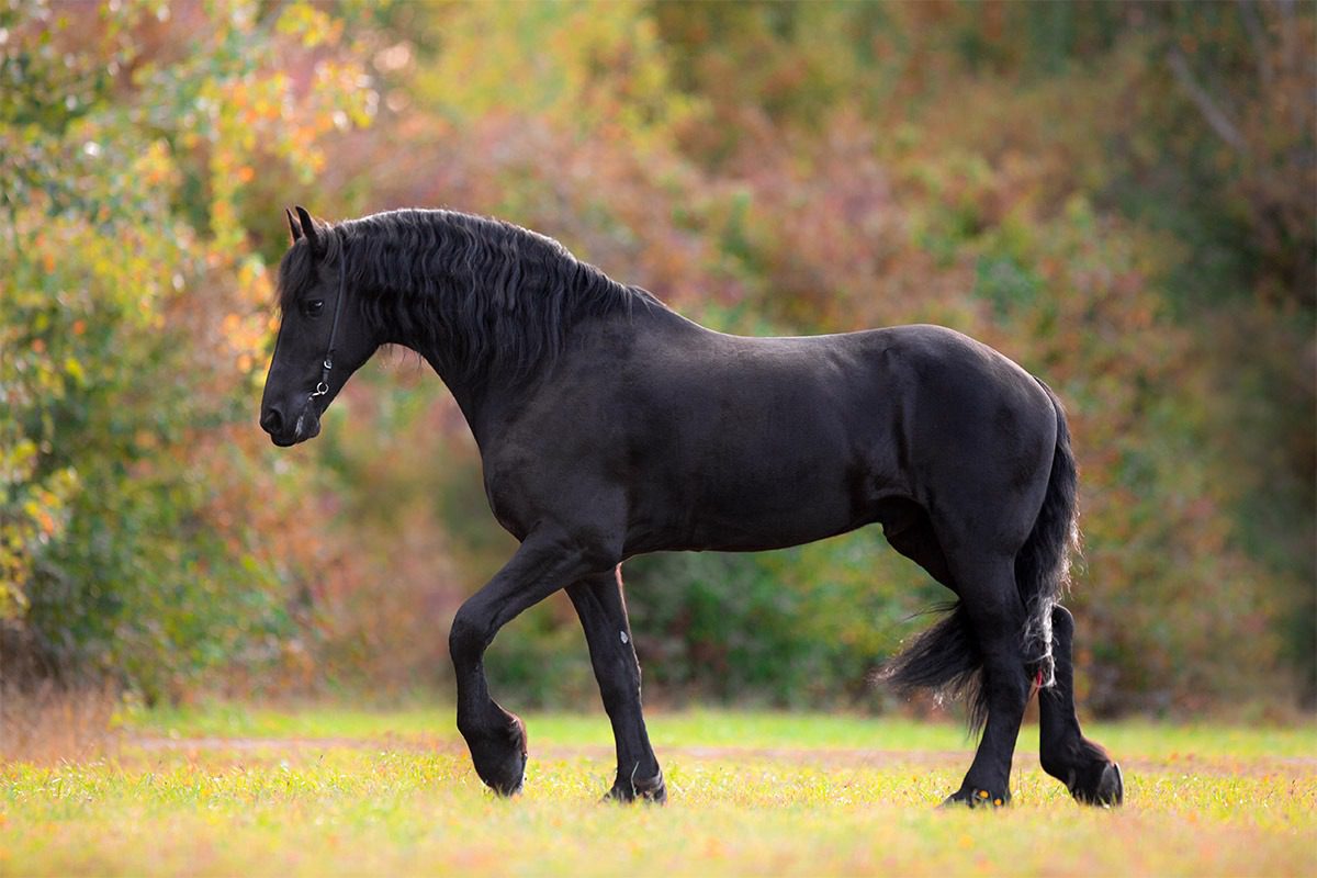 Black horse standing in grassy field