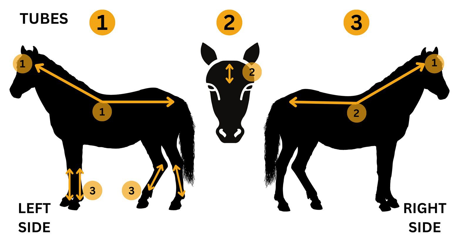 Silhouette horse anatomy with directional arrows