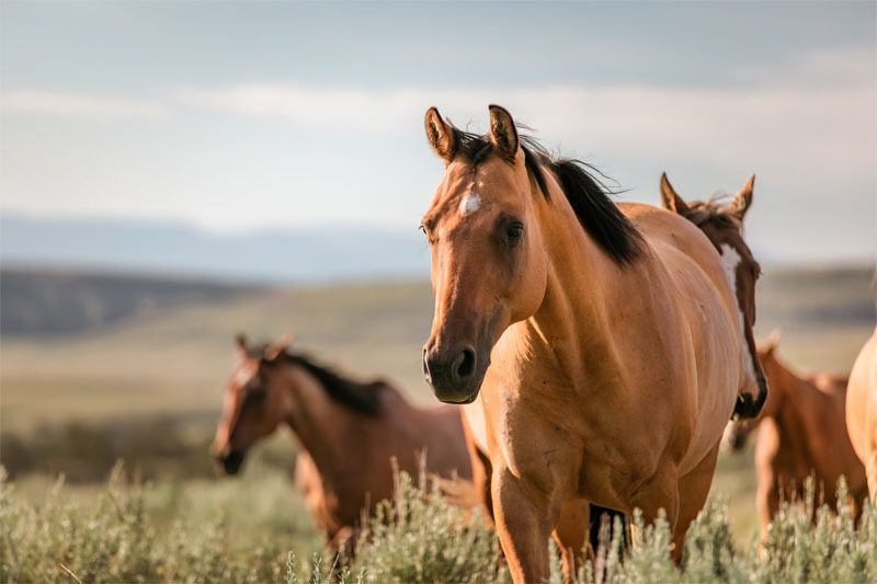 A close-up of a brown horse in a natural landscape with two horses in the background.