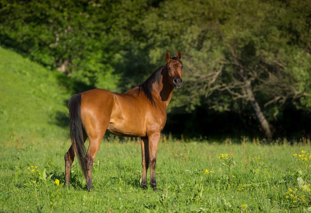 Elegant horse with lush background