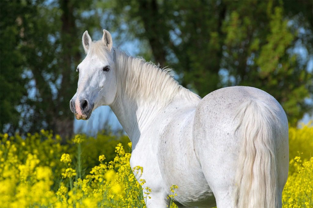 Majestic horse surrounded by blooming flowers