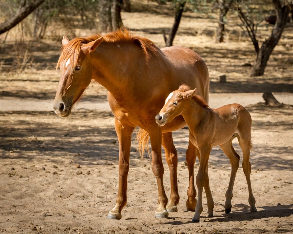 Mare and young foal in nature