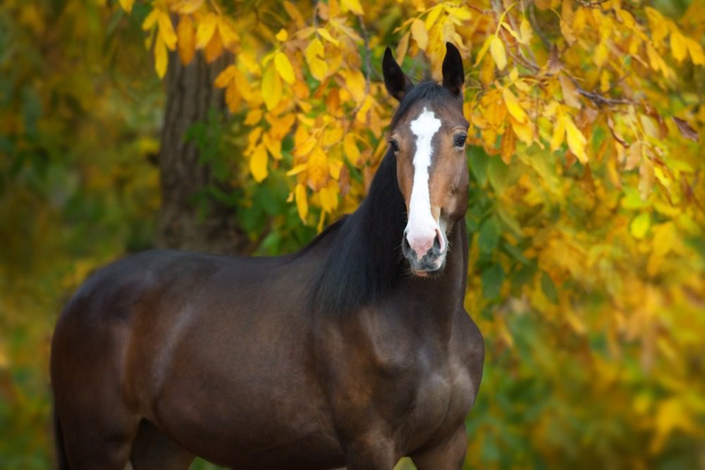 Chestnut horse with yellow leaves backdrop