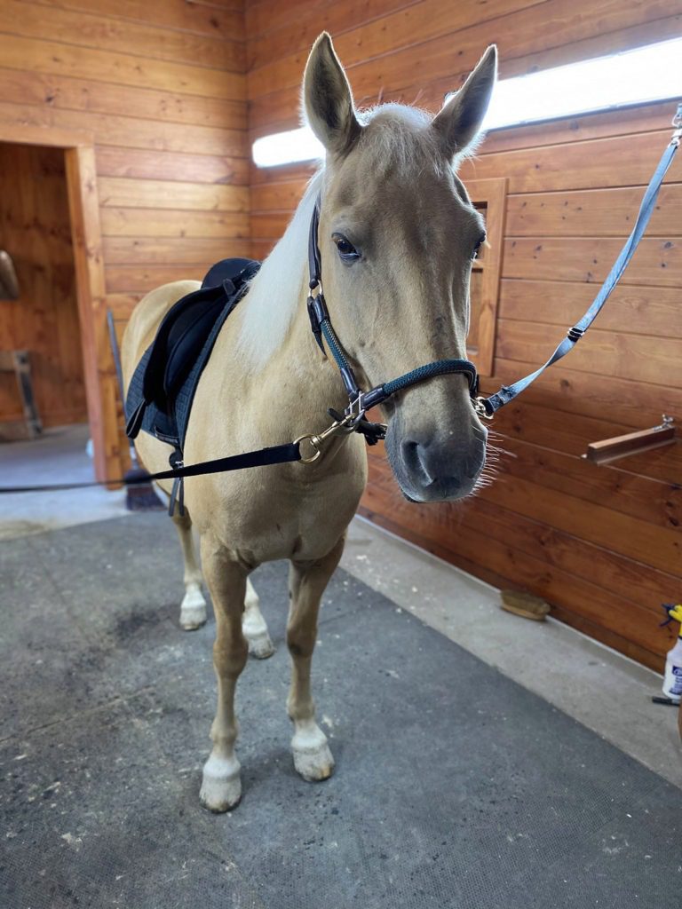 Palomino horse ready for riding
