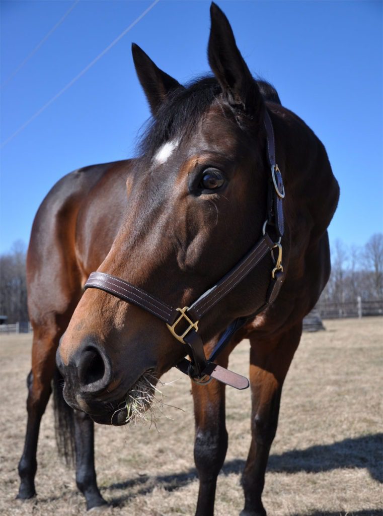 Brown horse with halter in field