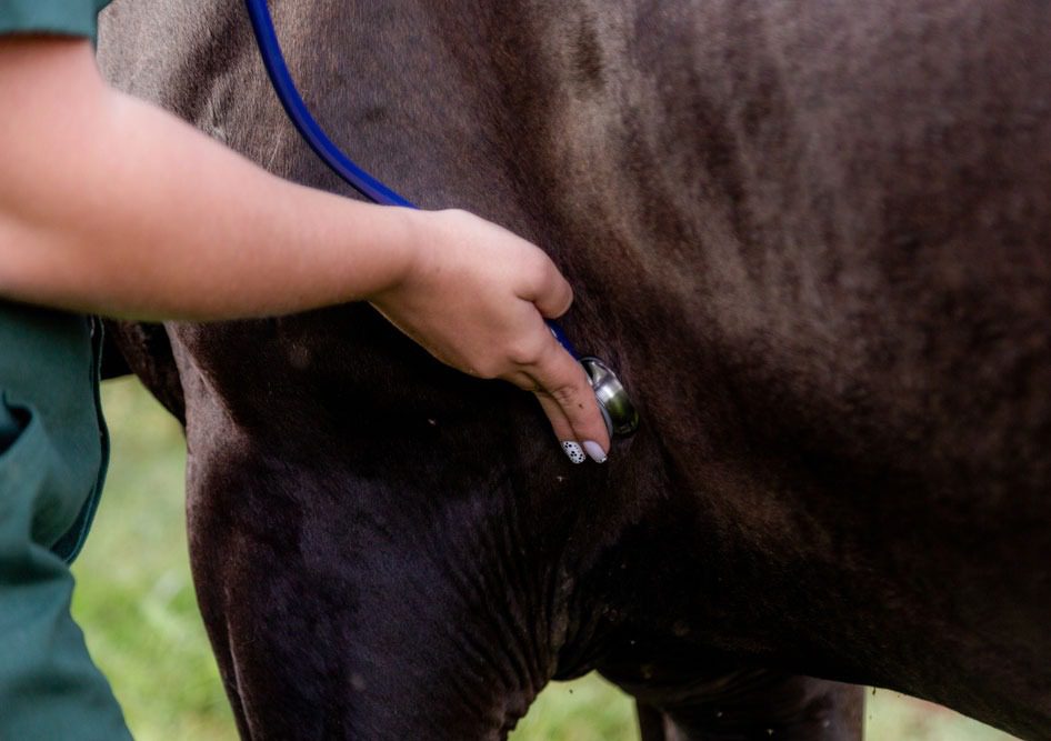 Veterinarian checking horse with stethoscope