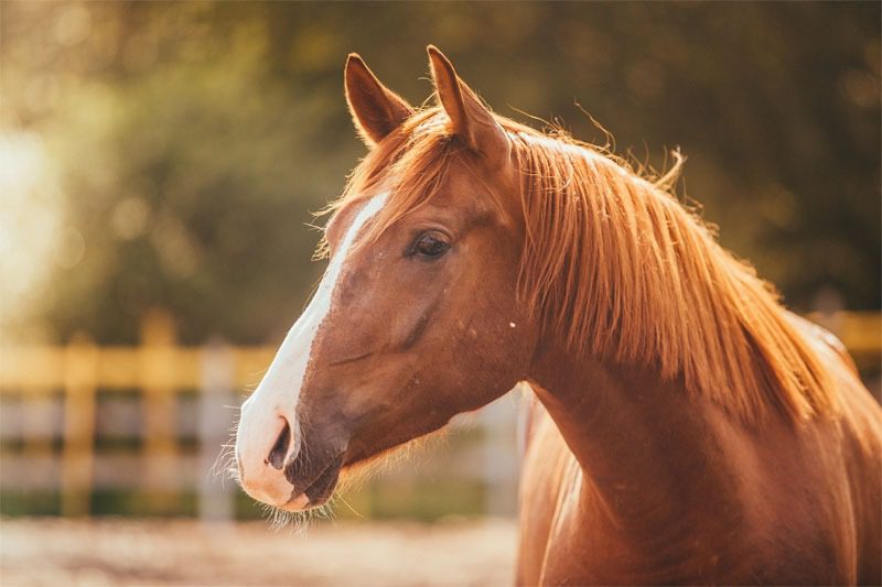 Close-up of a chestnut horse with a white blaze on its face.