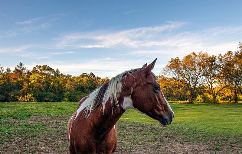 Brown horse with white mane grazing