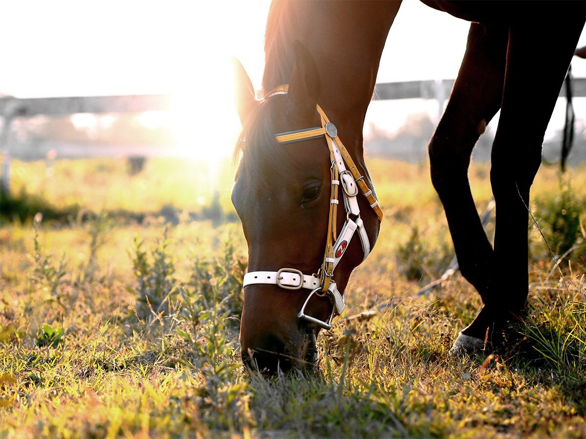 Brown horse with bridle grazing