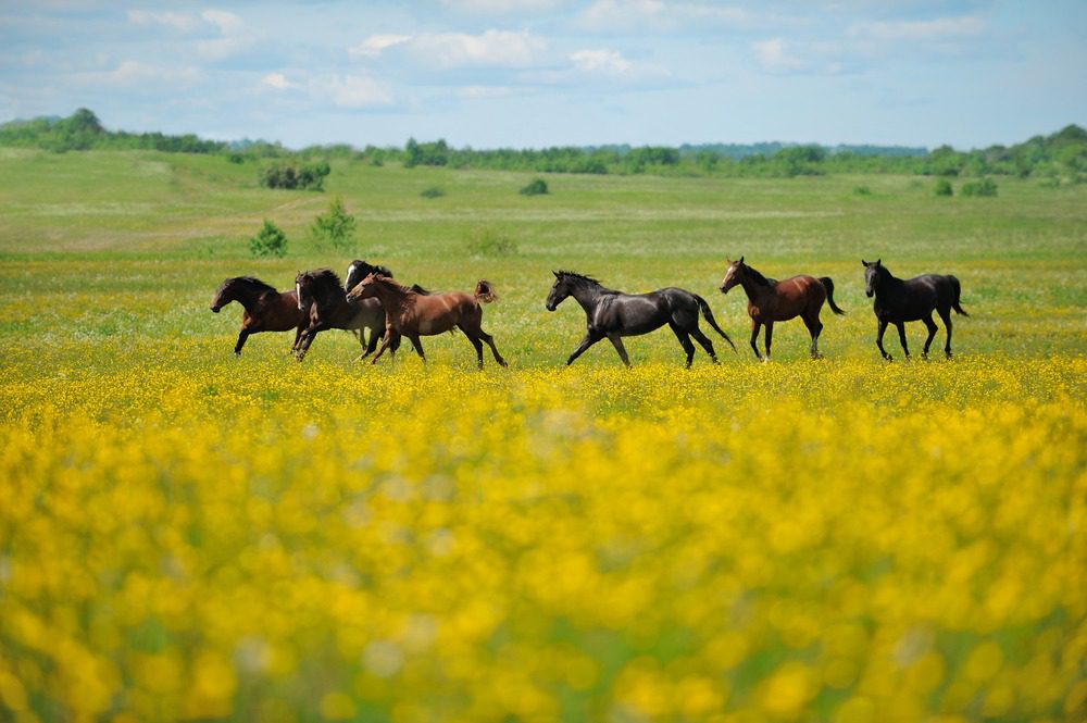 Group of horses in a meadow