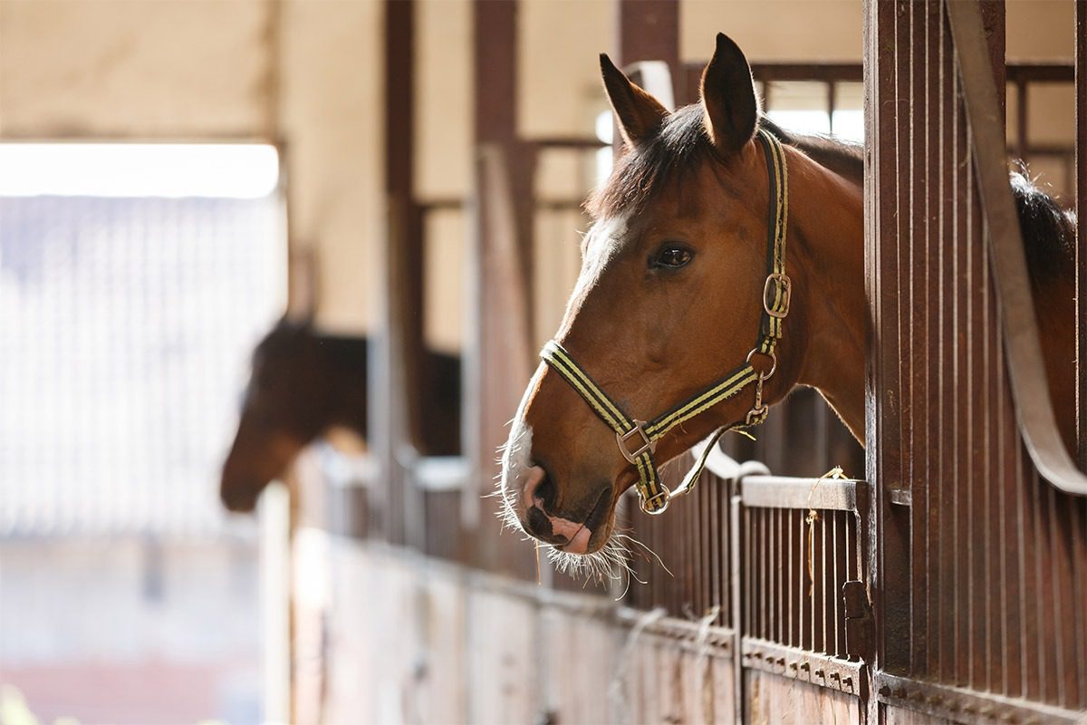 Horse in stable looking outside