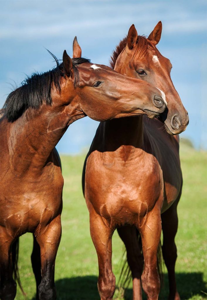 Two brown horses nuzzling affectionately