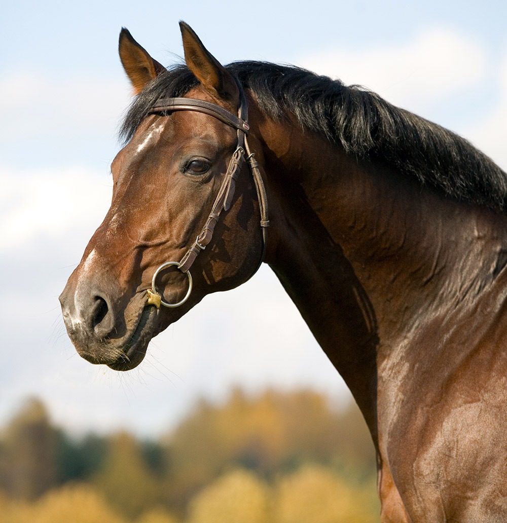 Brown horse with bridle outdoors