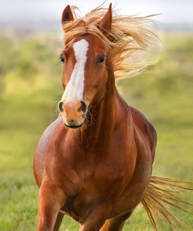 Horse galloping in nature scene