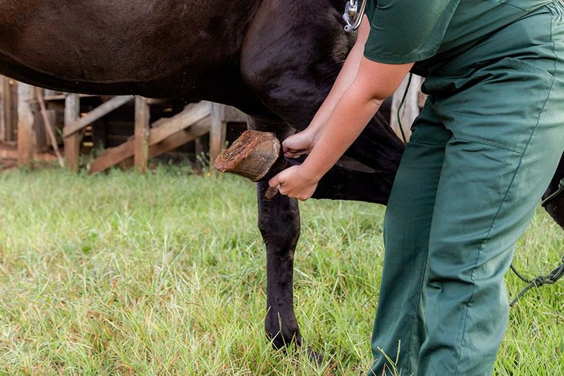 Veterinarian examining a cow's leg in a grassy area.