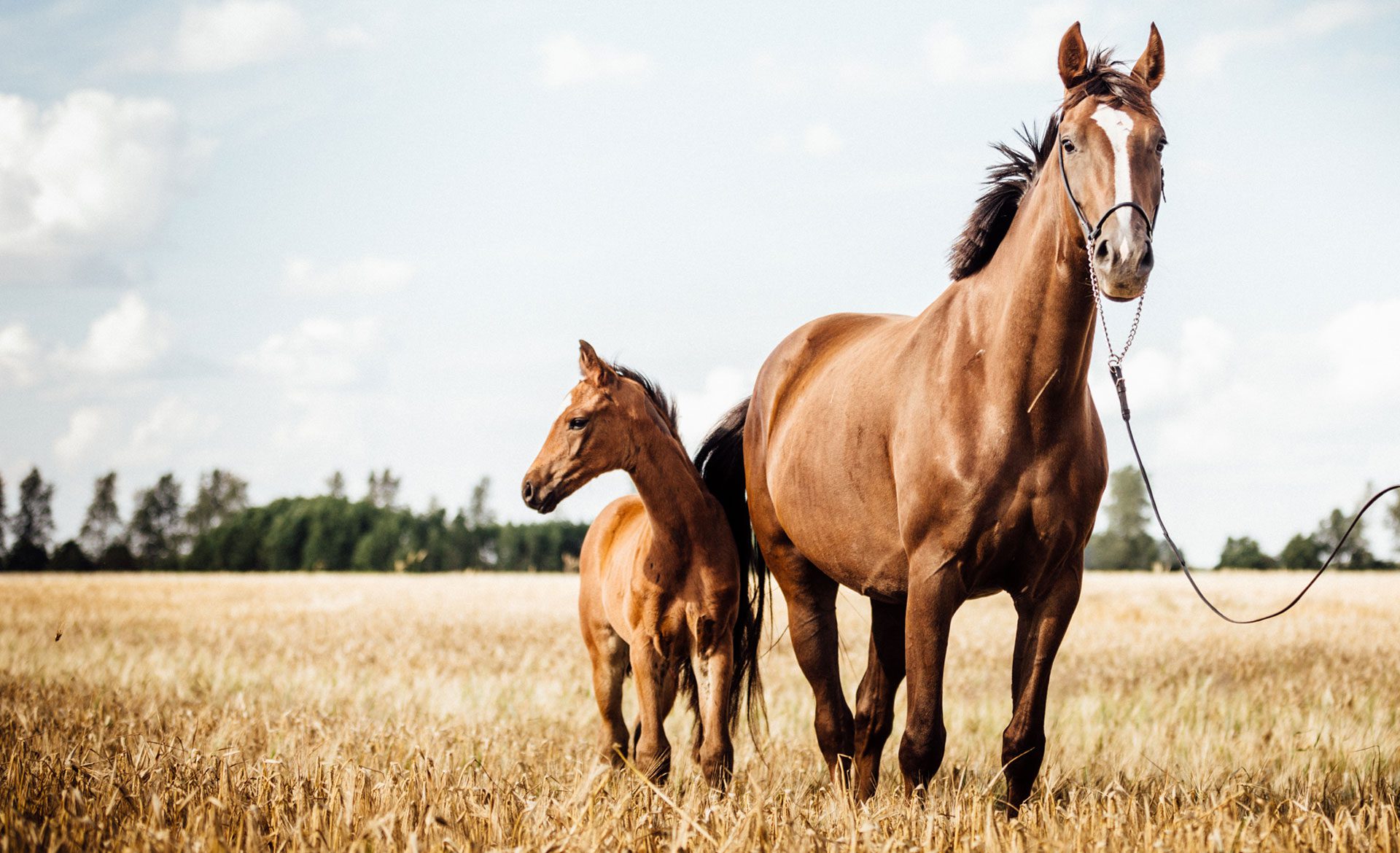 Mare and foal under blue sky