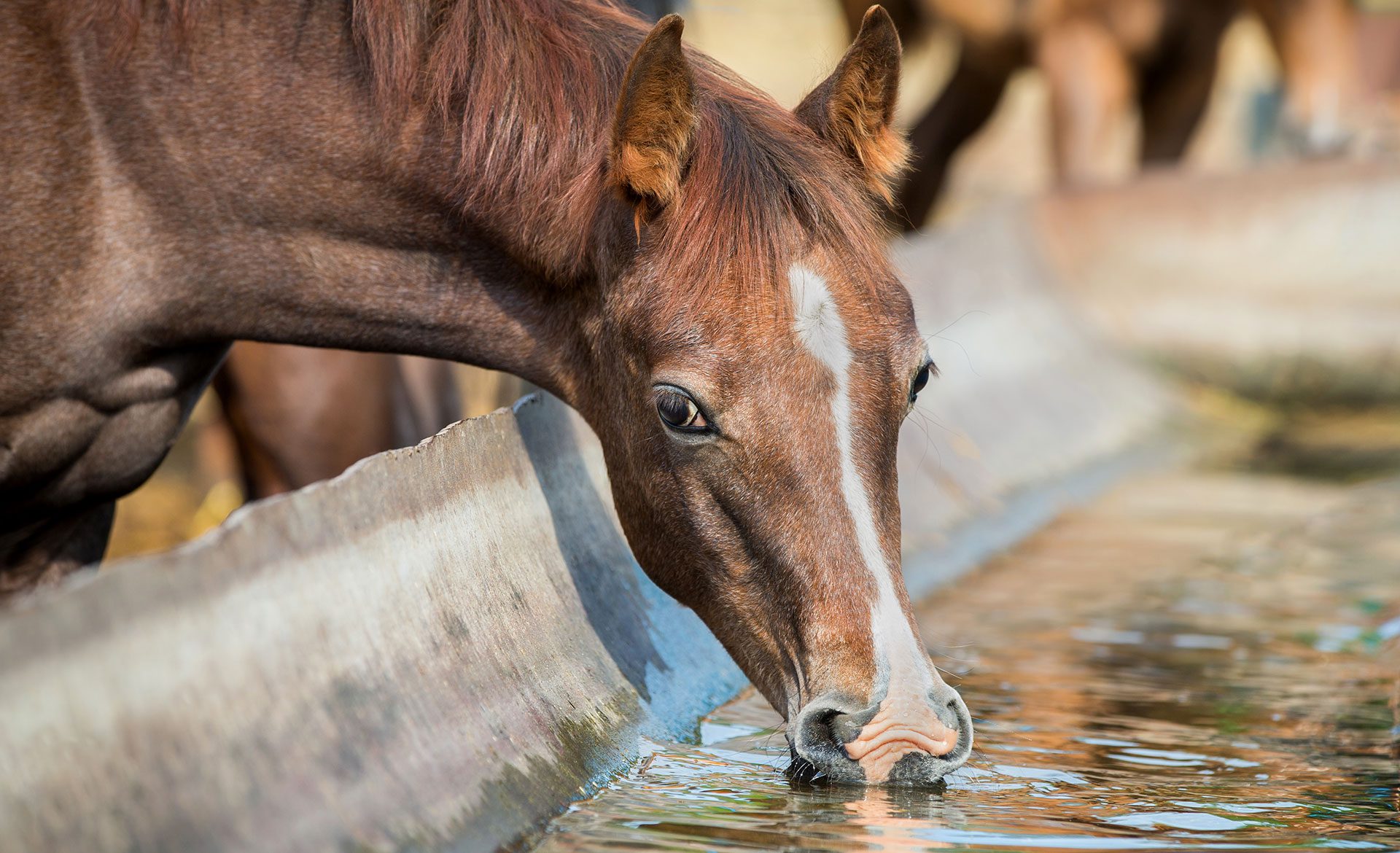 Horse drinking water from a trough