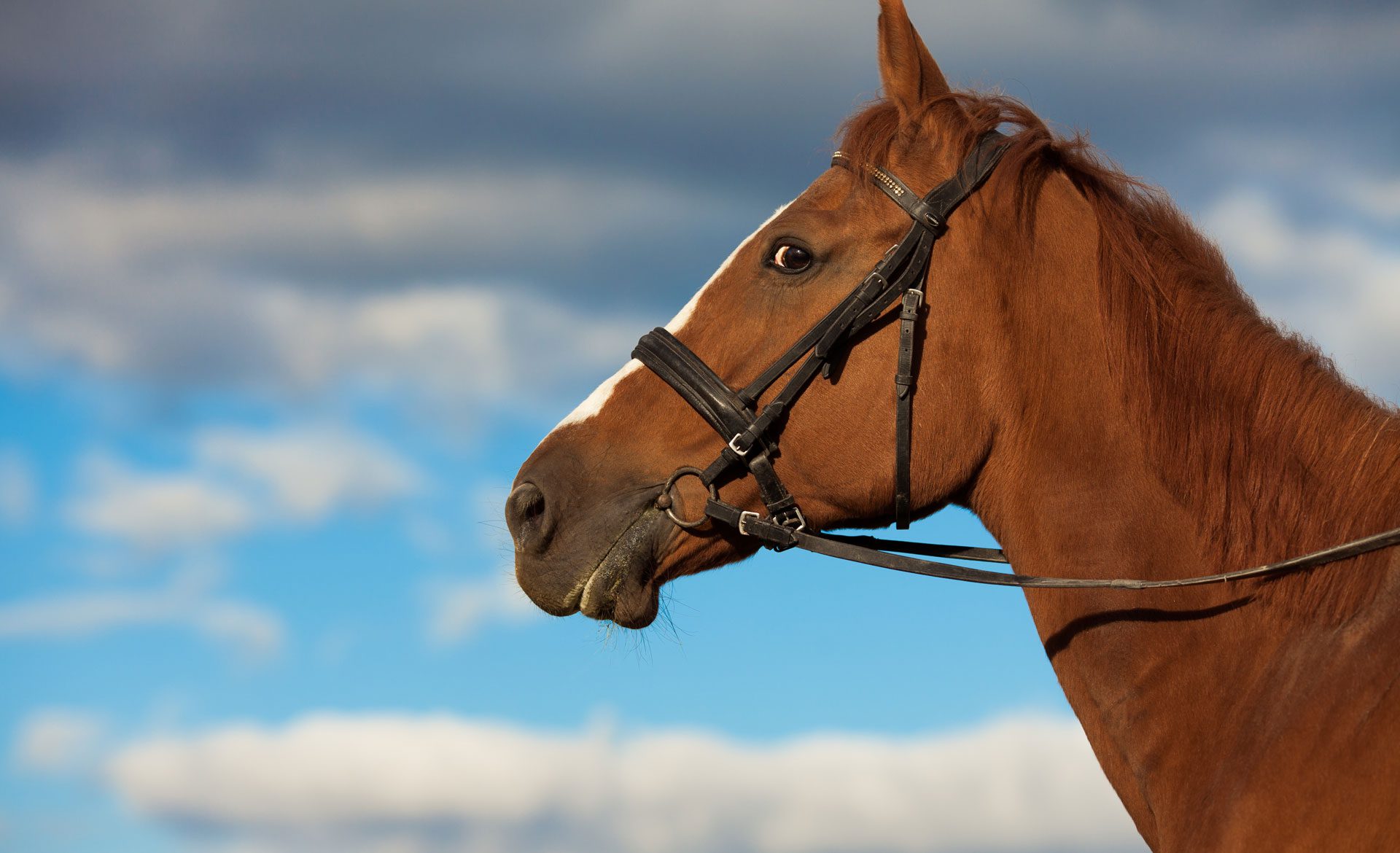 Brown horse against cloudy sky