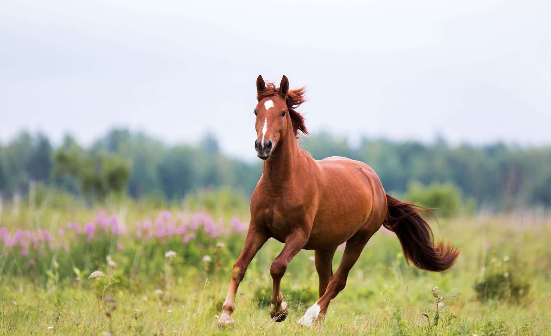 Brown horse galloping through a field