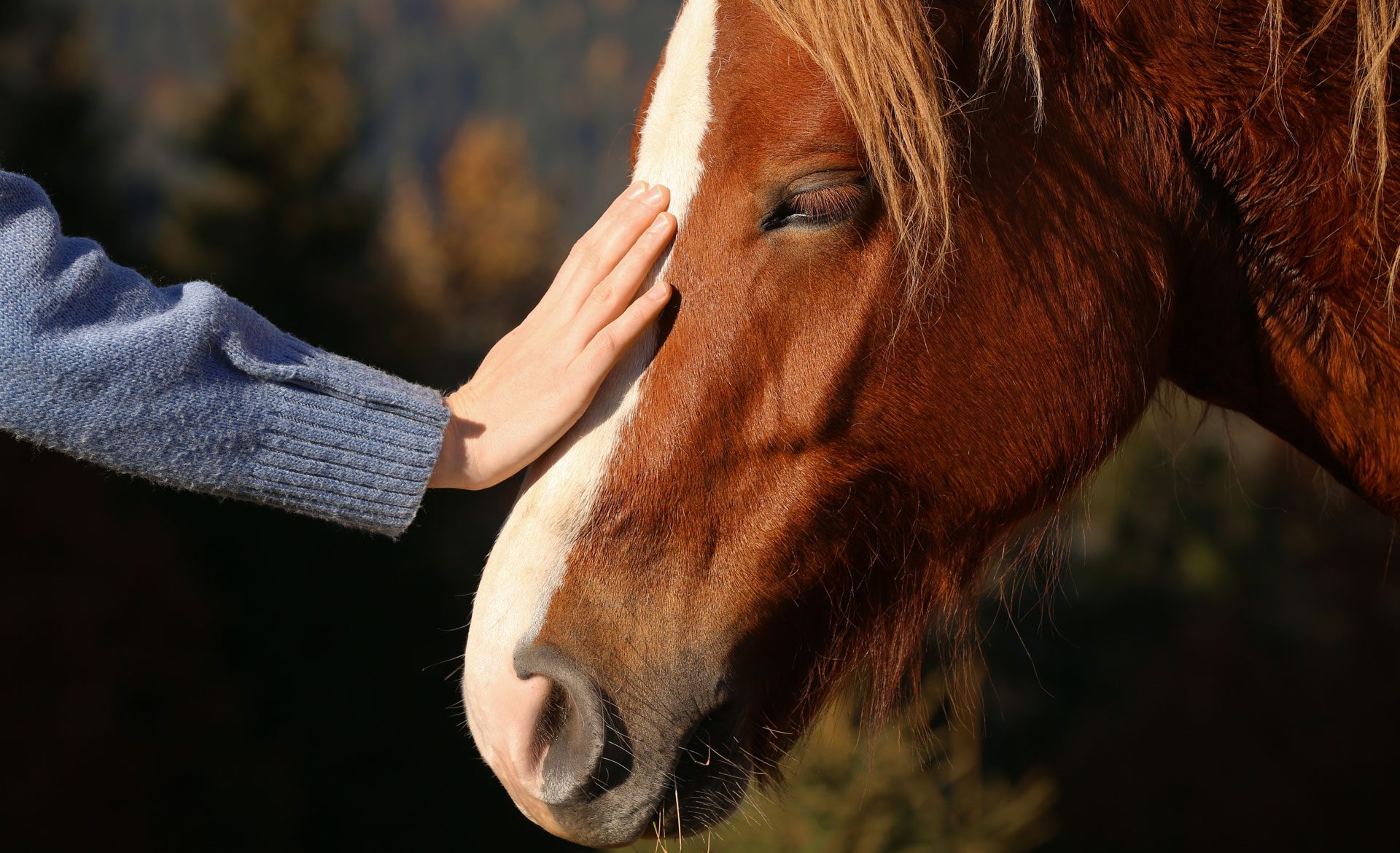 preparing-your-horse-for-disaster-tips-from-a-trusted-equine-veterinarian-banner