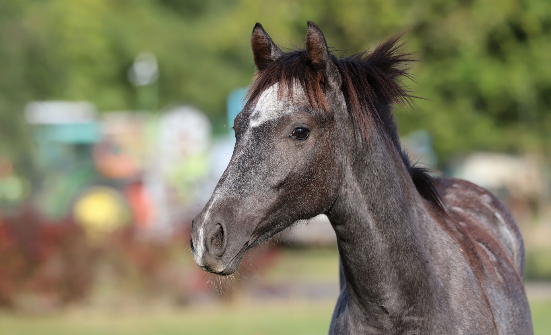 Young horse with dark mane