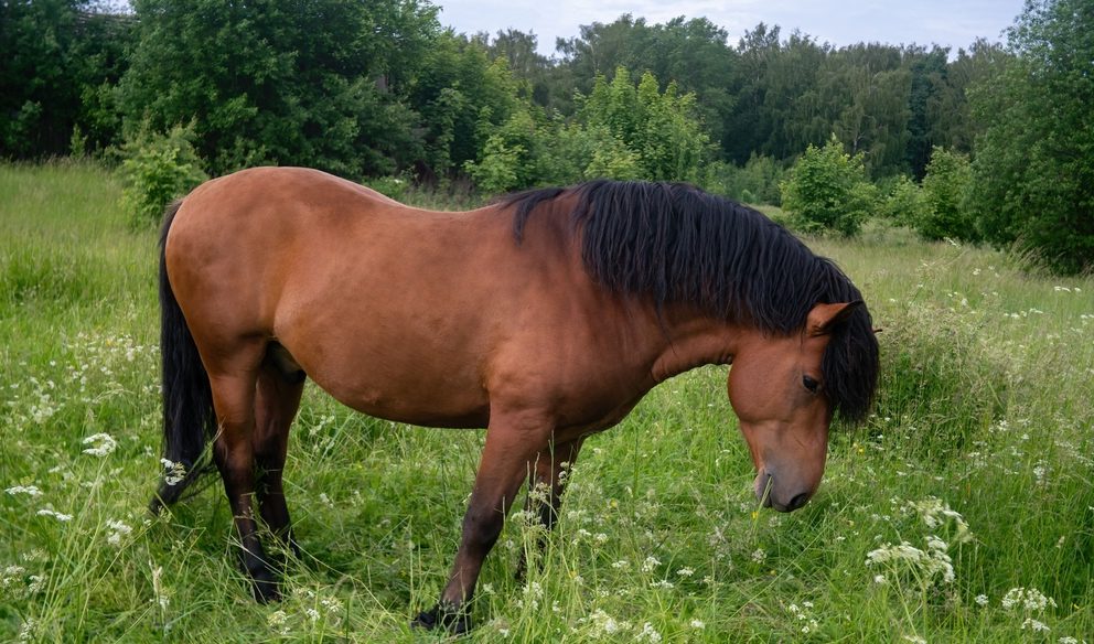 Grazing horse with dark mane