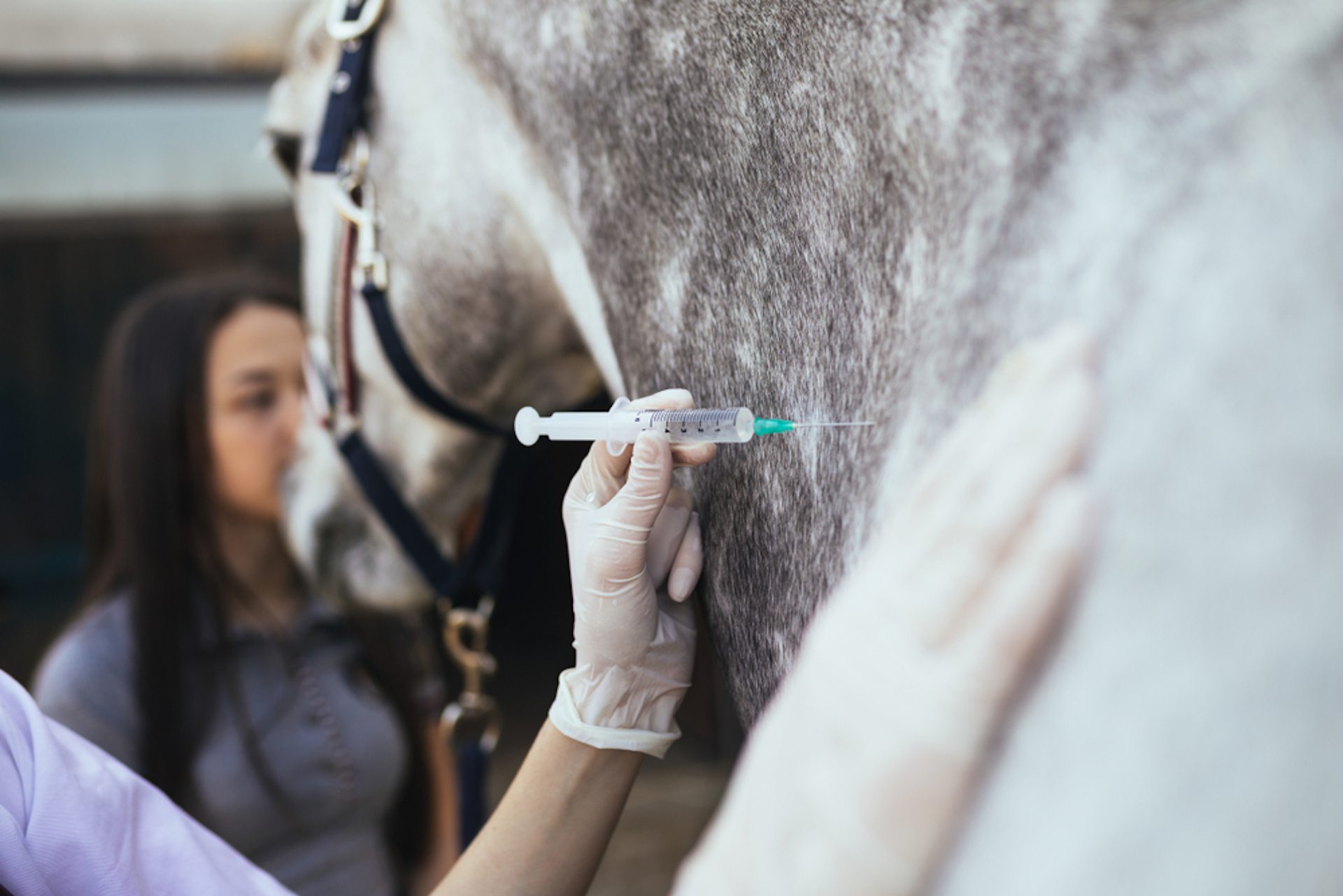 Veterinarian administering injection to horse