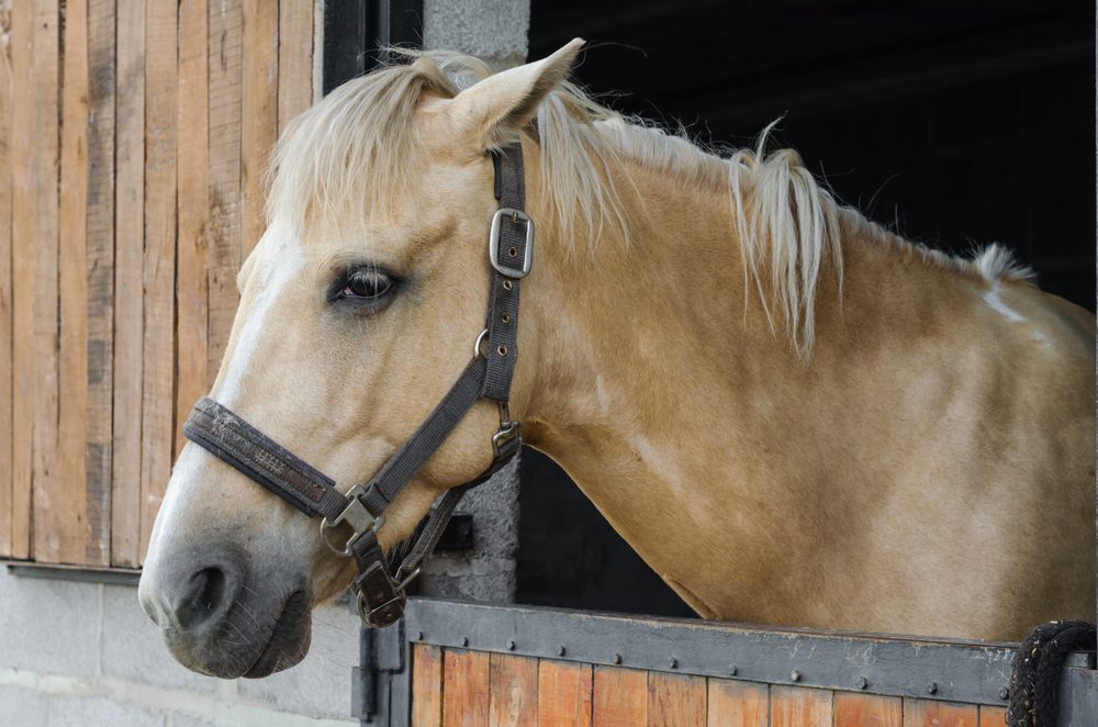 Blonde horse peering from wooden stall