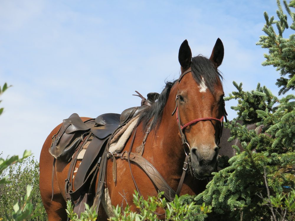 Saddled horse outdoors under blue sky