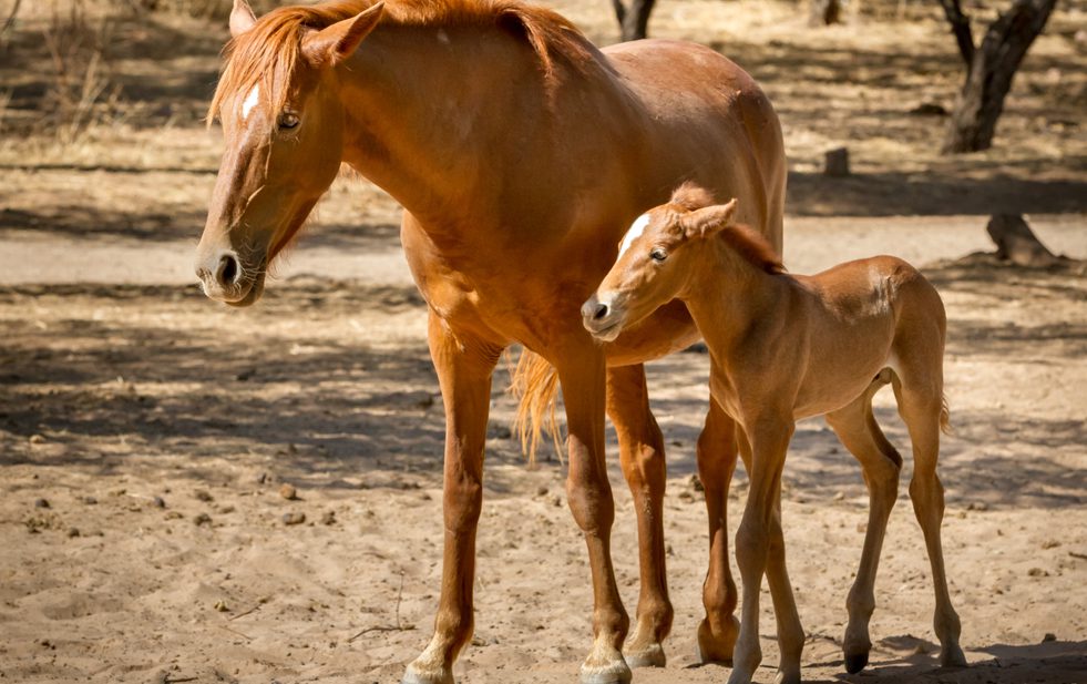 Brown horse with its young foal