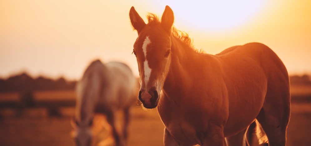 Horses grazing peacefully at dusk
