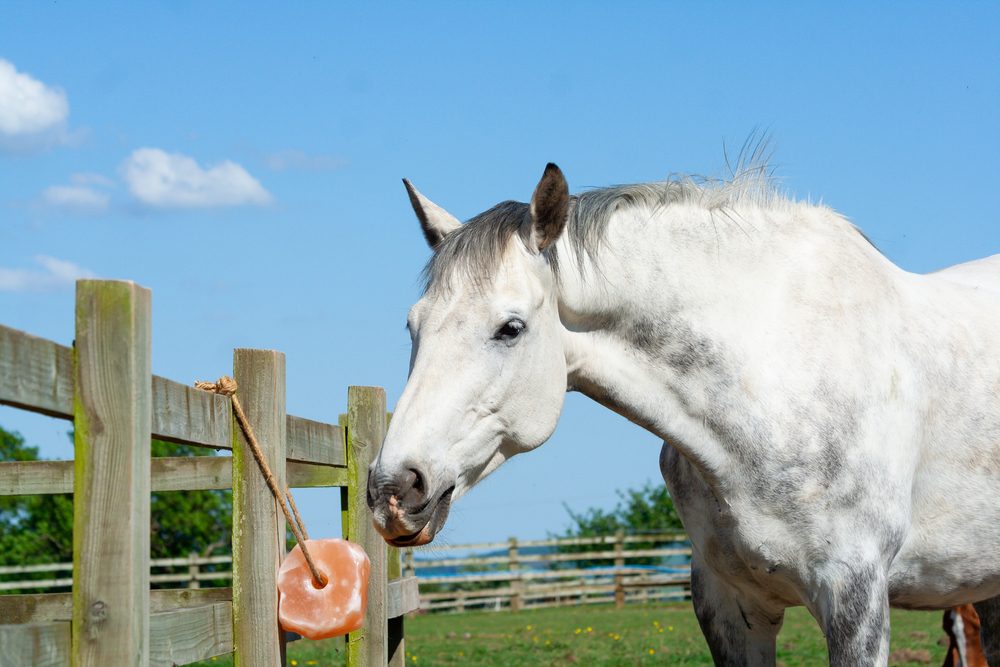 Gray horse enjoying a salt lick