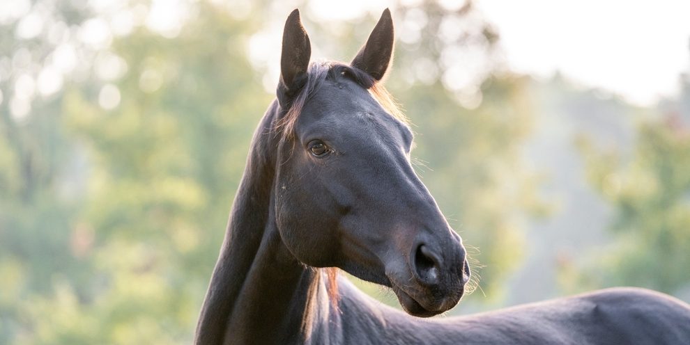 Black horse in a sunlit field