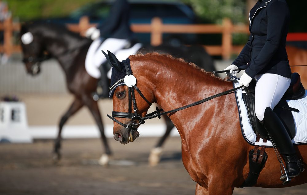 Horses and riders in dressage competition