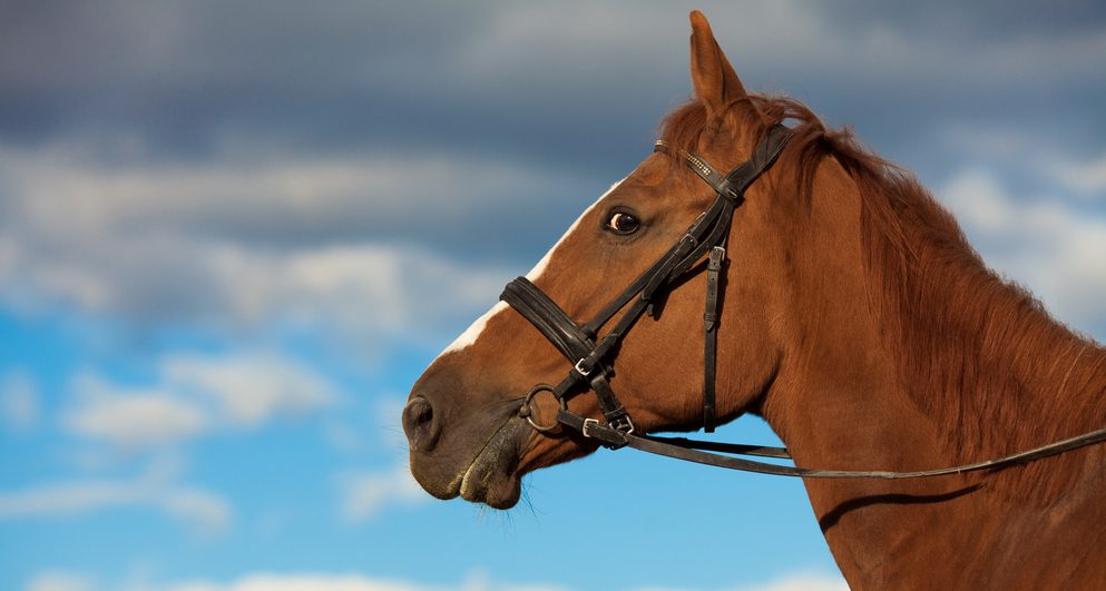 Brown horse against cloudy sky