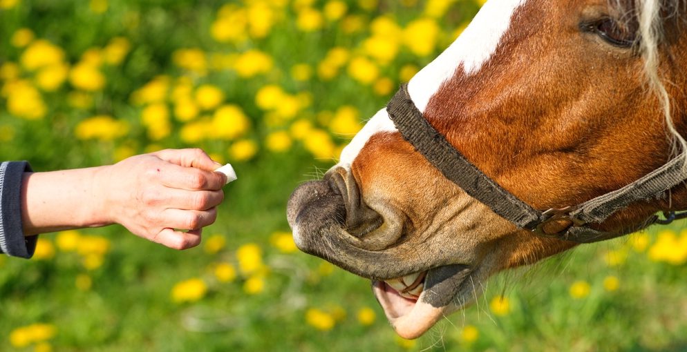 Close-up of horse eating from hand