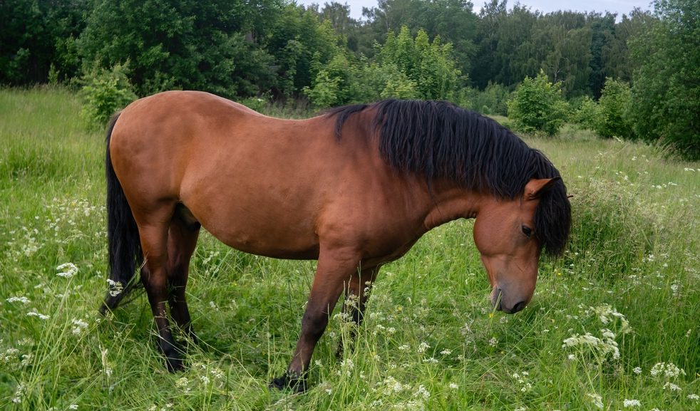 Horse standing in a grassy field