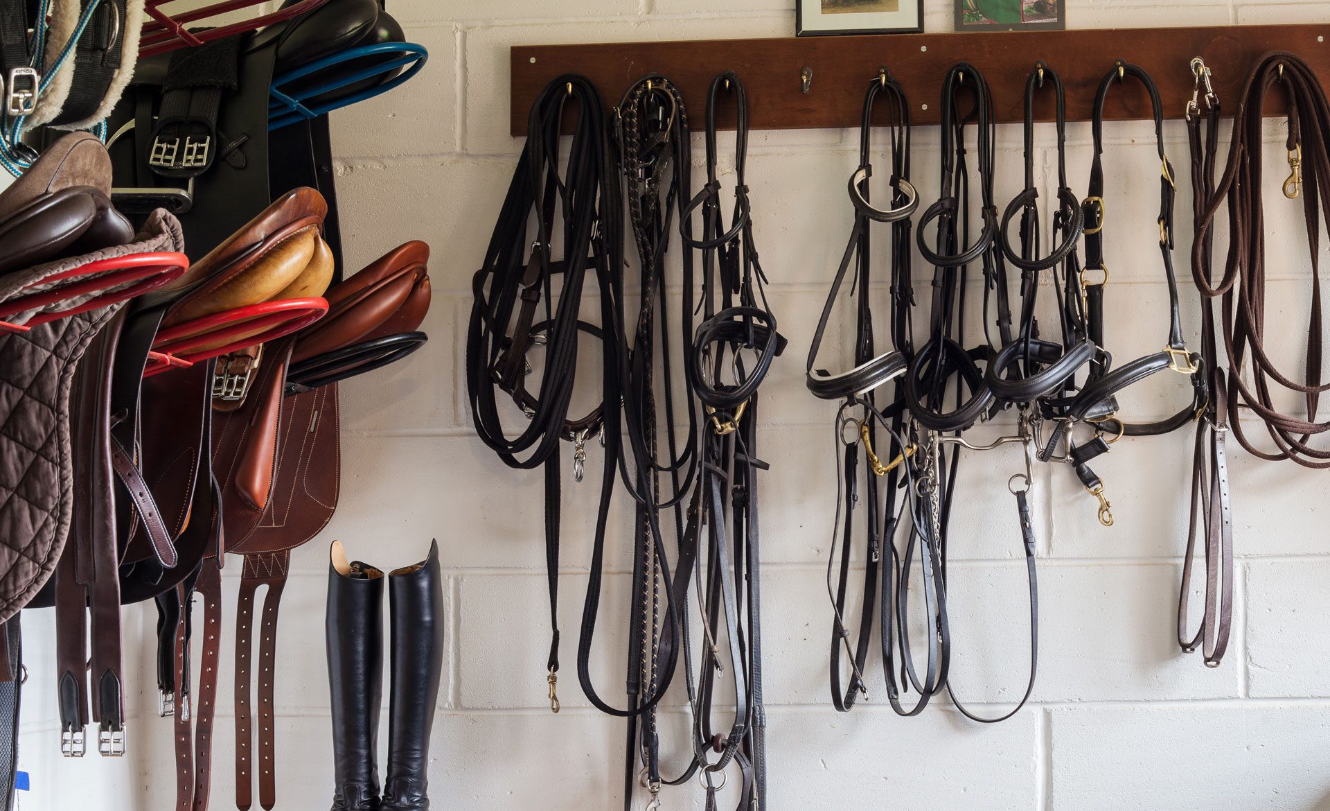 Saddles and bridles hanging in stable