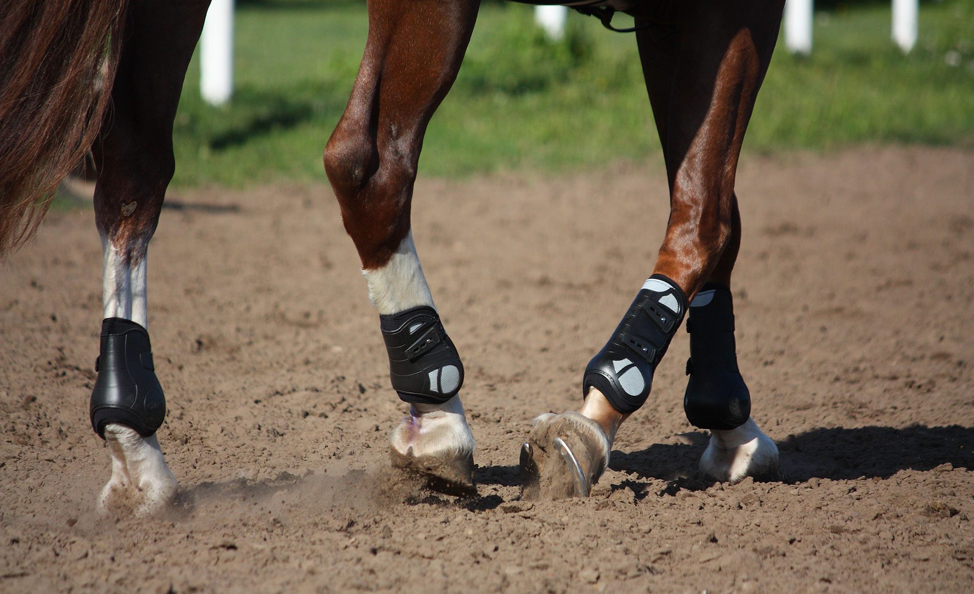 Equestrian horse legs wearing black gear