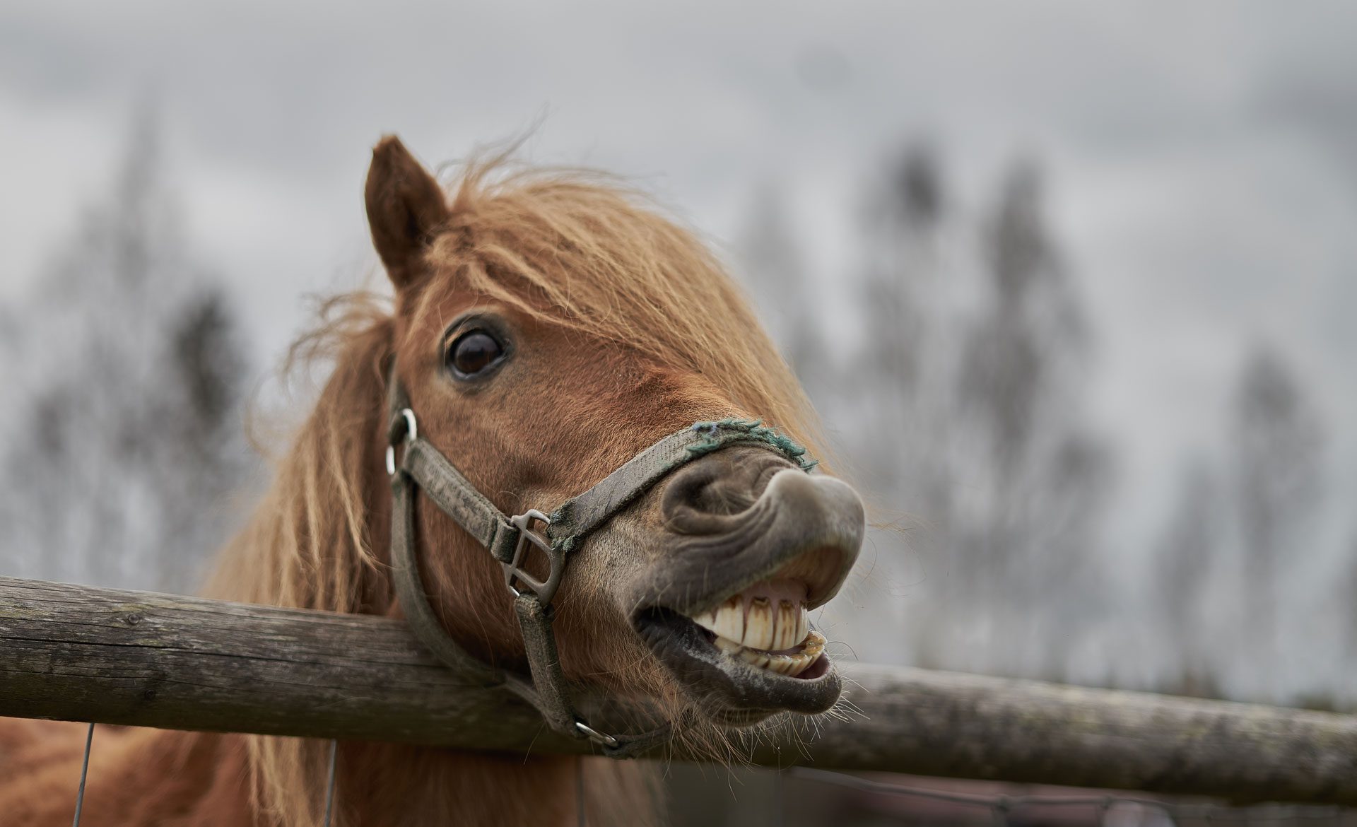 Brown horse grinning in cloudy field