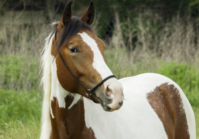 Brown and white horse in meadow