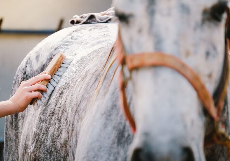 Hand brushing a horse