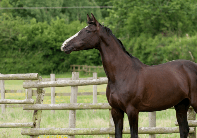 Horse in a green pasture