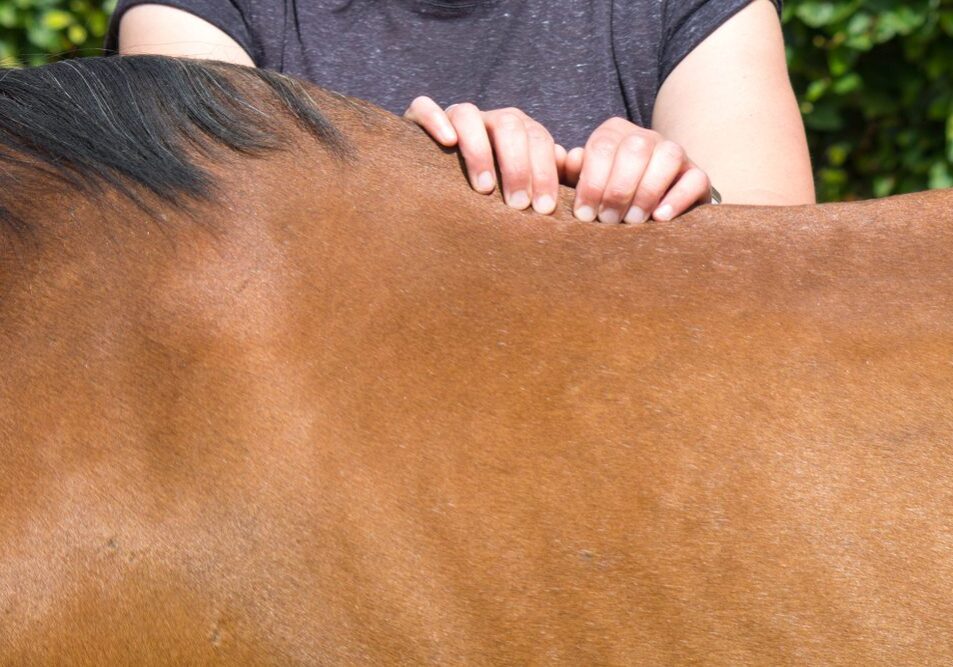 Hands massaging a horse's back